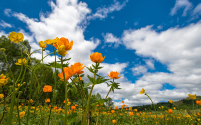 Timing the Bloom: Should You Wait for Spring to Sell Your House?