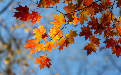 Why Fall Might Be the Perfect Time to Buy a Home