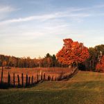 What Fall Landscaping Can Do for Your Home’s Curb Appeal