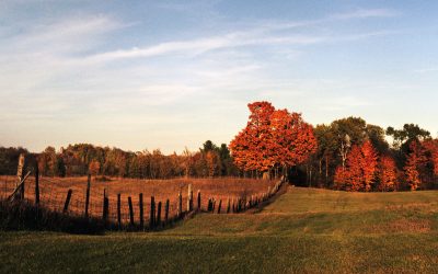 What Fall Landscaping Can Do for Your Home’s Curb Appeal